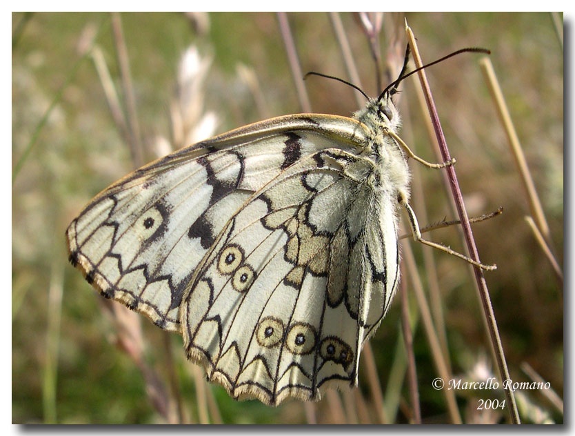 Un''altra Melanargia si posa sul forum: Melanargia russiae